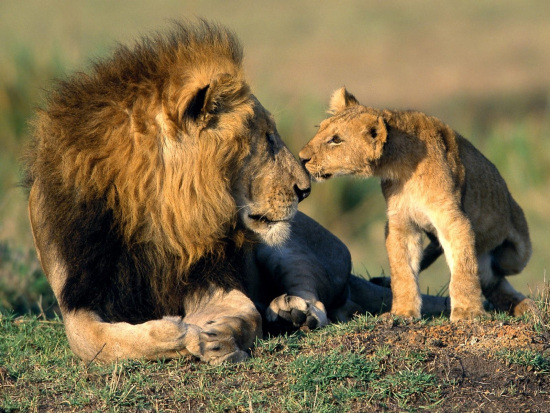 lion-father-and-child