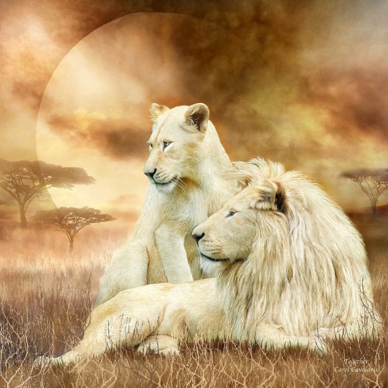 Image of male and female white lions