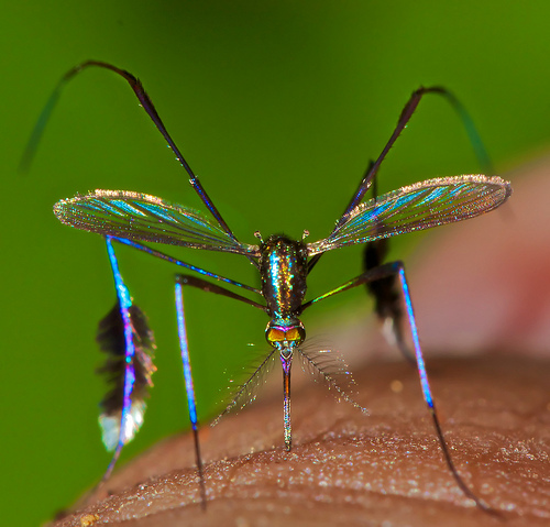 colorful mosquito