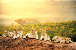 Sun in Leo on lion cubs
