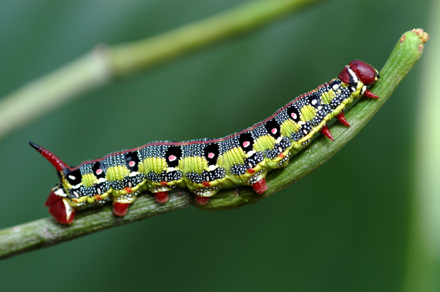 Be a Badass Caterpillar: How to Embrace the Darkness before the Dawn